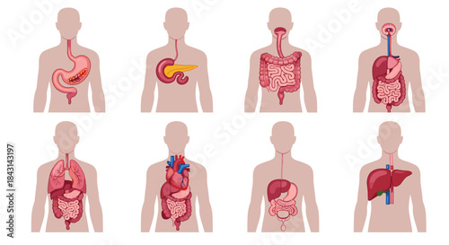 Set of human internal organ icons showing the digestive, respiratory, and cardiovascular systems inside a body silhouette for medical education.