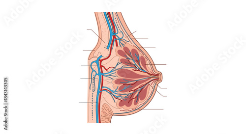 Anatomical cross-section of the female breast showing mammary glands, ducts, fatty tissue, and blood vessels for medical education.