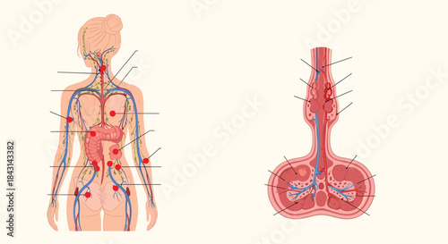 Medical diagrams of the human lymphatic system, showing the network of nodes and vessels, with a detailed cross-section of a lymph node.