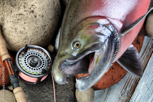 Close up vie of a trophy mature spawn coho salmon on natural river rock stone background plus fly fishing equipment like reel and rod