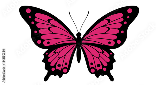 Vibrant pink butterfly with black markings and symmetrical wings.