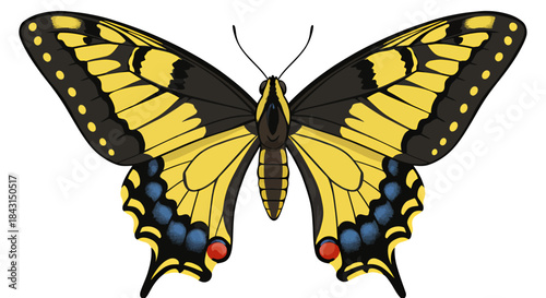 A vibrant yellow and black butterfly with intricate wing patterns and blue and red accents, viewed from above.