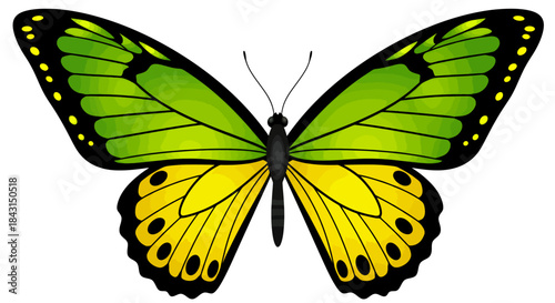 Vibrant green and yellow butterfly with black markings on a white background.