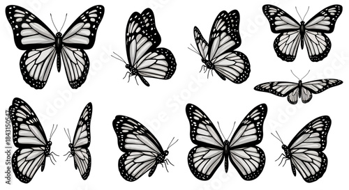 Collection of black and white butterfly illustrations from various angles and perspectives.