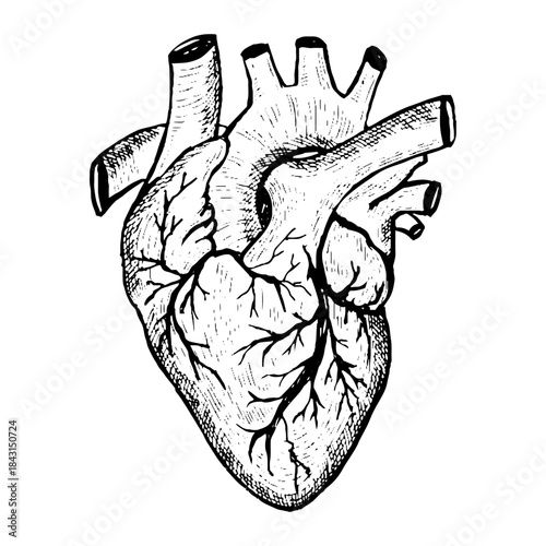 Anatomical Human Heart Outline, Hatched and Colorful Illustration