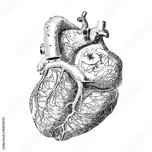 Anatomical Human Heart Outline, Hatched and Colorful Illustration