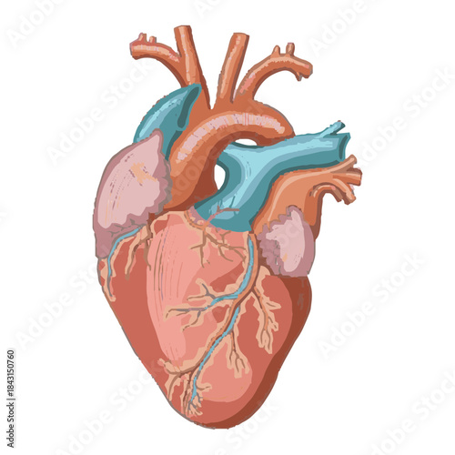 Anatomical Human Heart Outline, Hatched and Colorful Illustration