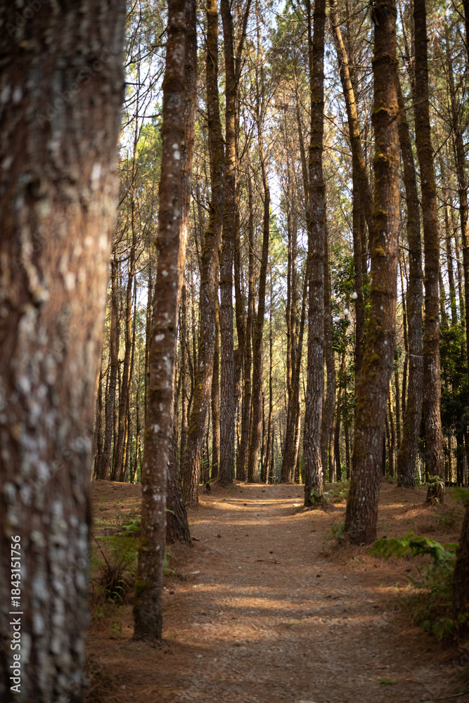 Obraz premium Forest Path Through Tall Pine Trees with Natural Light