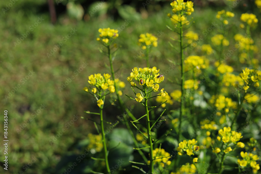 Fototapeta premium Choy Sum or Flowering Pak Choi