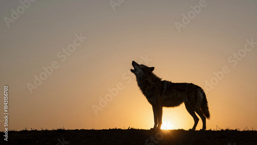 Coyote howling at sunset nature scene silhouette photography outdoors dramatic landscape