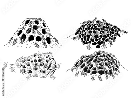 Illustrations of Termites on a Termite Mound Nest