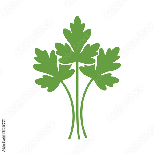 Green parsley leaves on a white background suitable as a fresh ingredient for recipe books, cooking blogs, organic food packaging.
