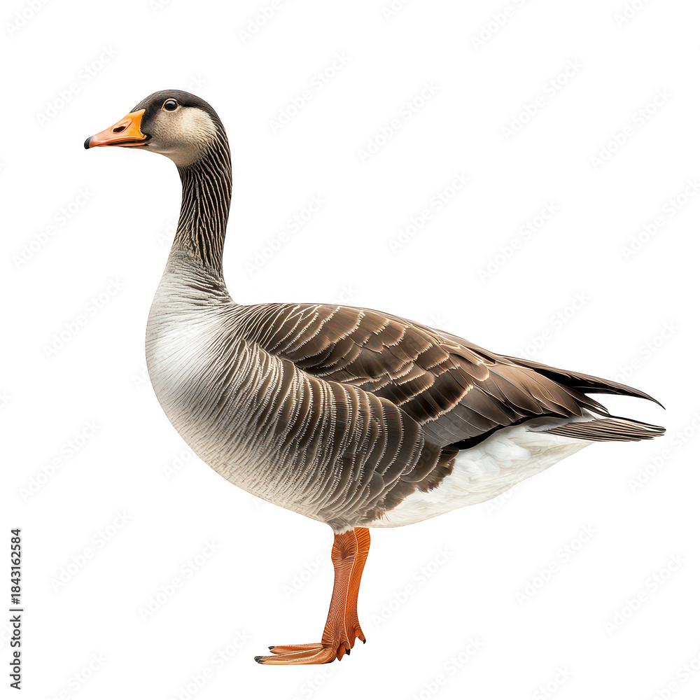 Obraz premium A close-up side view of a graceful goose standing on a plain white background. its detailed feather patterns and beak. ideal for nature and wildlife photography