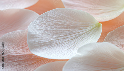 White Petal Close Up