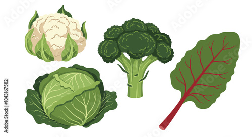 Set of nutritious green vegetables including cauliflower, broccoli, cabbage, and a swiss chard leaf for healthy eating concepts.