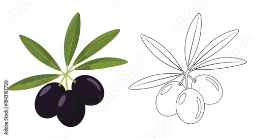 Branch with three ripe black olives and green leaves, depicted as both a full-color illustration and a black line art for coloring.