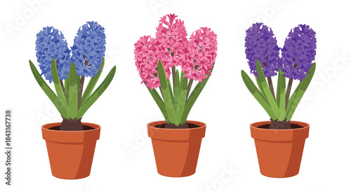 Set of three beautiful hyacinth plants with blue, pink, and purple flowers growing in terracotta pots, a classic spring floral icon.