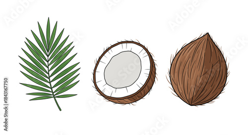 Tropical collection featuring a whole brown coconut, a half coconut showing the white flesh, and a vibrant green palm leaf illustration.