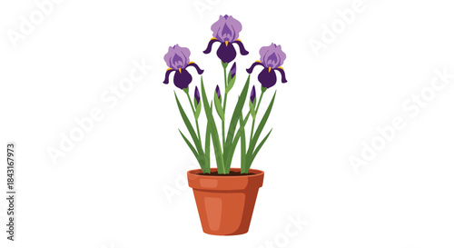 Beautiful purple iris flowers with green stems and leaves growing in a classic brown terracotta pot, isolated on a white background.