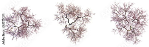 Cercis siliquastrum tree plan, top view, cutout, transparent background, isolate, Dramatic winter landscape, snow covered forest, bare trees, serene winter scene, frosty woodland