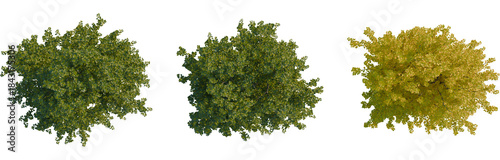 Tableau sur toile Populus nigra tree plan, top view, cutout, transparent background, isolate, A Go