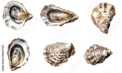 A collection of six fresh oysters displayed on a white background. their unique shells and interior. ideal for culinary use or seafood-related content