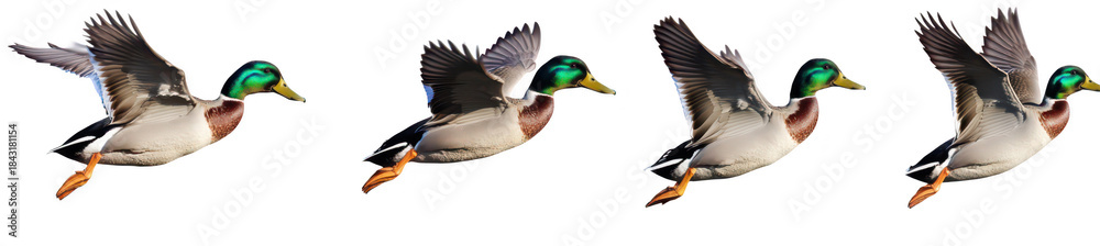 Obraz premium A series of four mallard ducks in mid-flight. their green heads and brown bodies against a clear background. ideal for nature and wildlife photography