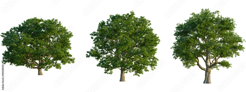 Foto Quercus robur tree, front view, cutout, transparent background, isolate, Lush gr
