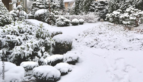 Winter garden landscape showing trees and shrubs covered with fresh white snow on a cold overcast day