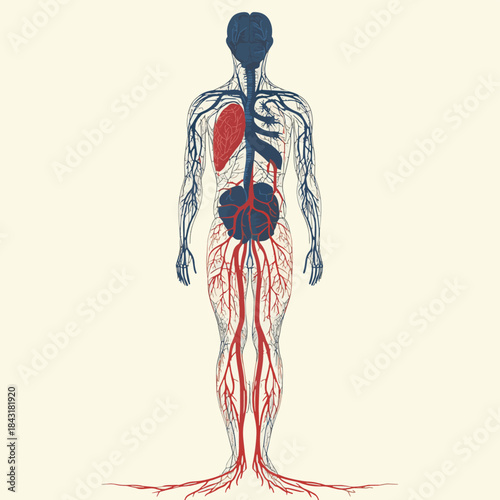 Human Circulatory System Arteries, Veins, and Capillaries Detailed Anatomy Illustration , vector style simple color