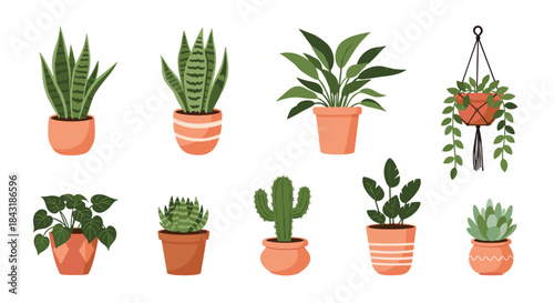A diverse collection of popular potted houseplants, including snake plant, cactus, and succulents, for urban jungle decor.