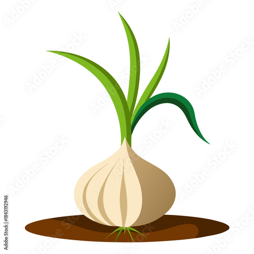 A single garlic bulb with green sprouts growing from the soil