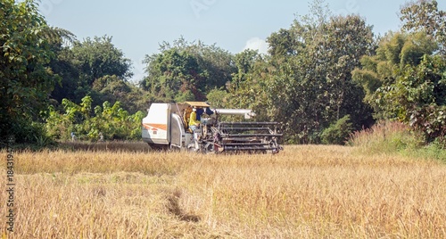 A combine harvester driven by a farmer cuts ripe golden rice in a rural Asian field under a sunny sky, framed by lush trees.