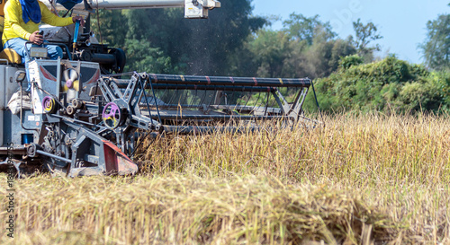 Close-up of a combine harvester cutting ripe golden rice in a sunny Asian field, showing the machine's intricate header and reel.