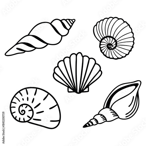 Collection of five unique hand drawn black and white seashell illustrations on a white background
