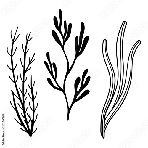 Three stylized black ink drawings of different types of seaweed and aquatic plants