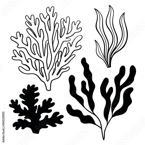Collection of hand drawn black and white illustrations of various seaweeds and coral