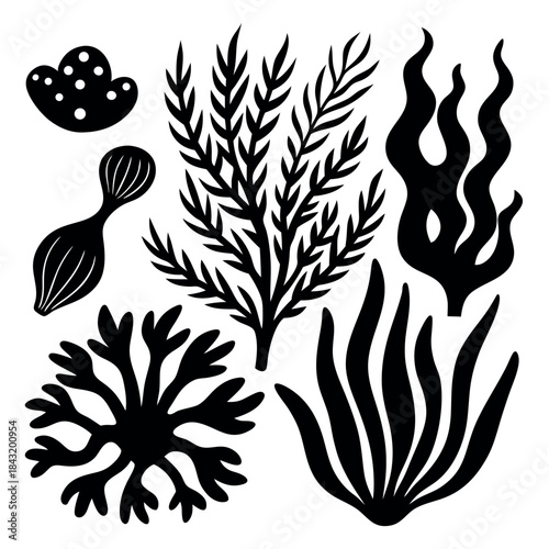 Collection of stylized black and white illustrations of various types of seaweed and marine plants
