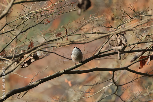 deciduous Maple tree and Long-tailed Tit rounded by the cold