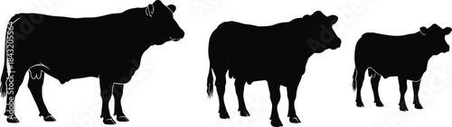 Cow silhouette illustration, descending size comparison, black vector livestock icon, educational farm animal graphic, cad drawing flat vector artwork