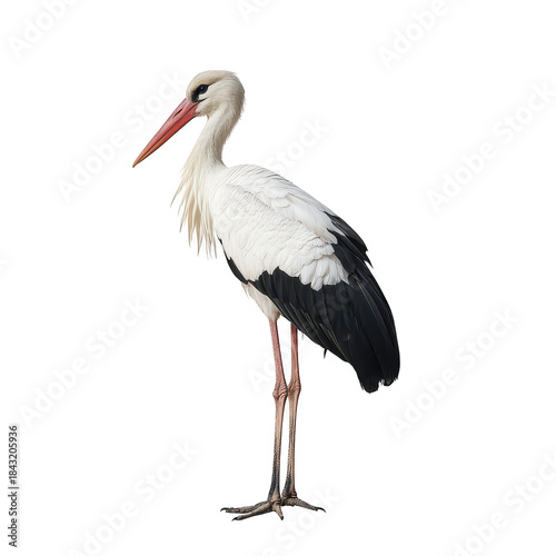 A majestic stork stands elegantly against a plain background. its striking black and white plumage. poised for a moment of tranquility