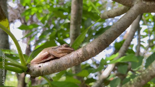 close up of asian tree frog (rhacophoridae) blending with tree bark
