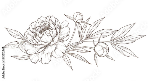 Elegant line art illustration of a blooming peony flower with delicate leaves and unopened buds, botanical drawing.