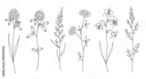 Detailed black and white line art illustration of six different wild flowers and plants, showcasing botanical accuracy and delicate forms.