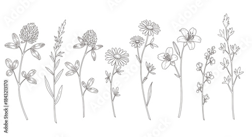 Detailed botanical line art illustration of various wildflowers and garden plants.