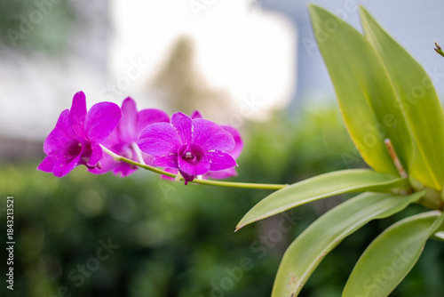Purple Orchid Flowers with Green Leaves and Soft Natural Background