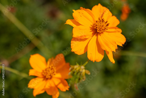 Bright Orange Cosmos Flower in Bloom