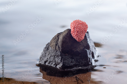 Close-up of apple snail eggs attached to a rock in shallow freshwater.