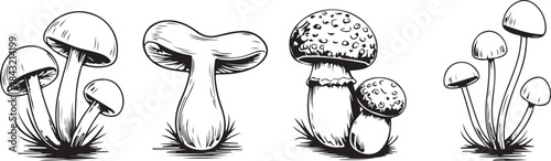 Detailed Isolated Mushroom Illustration Fungi Organic Autumn Vegetarian Food. Sketch mushroom.  Mushroom vector set in hand-drawn sketch style. Black and white fungi collection.