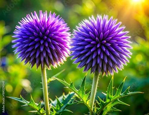 Close-up of two vibrant purple globe thistle flowers bathed in warm sunlight